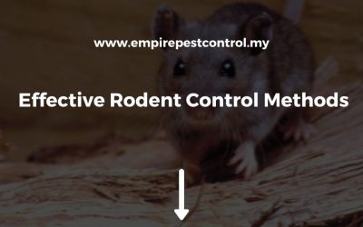 Effective Rodent Control Methods