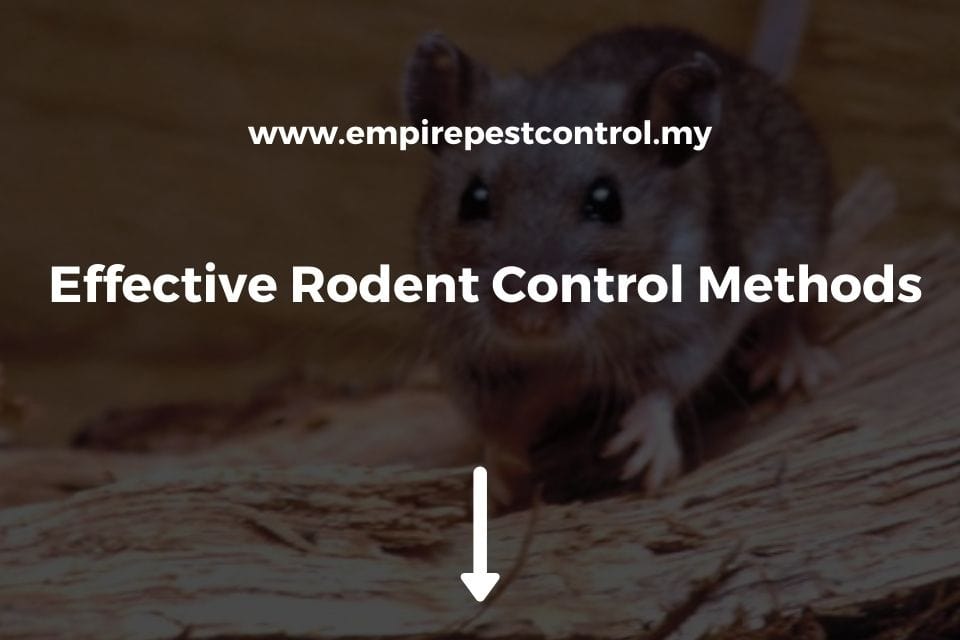 Effective Rodent Control Methods