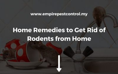 Home Remedies to Get Rid of Rodents from Home