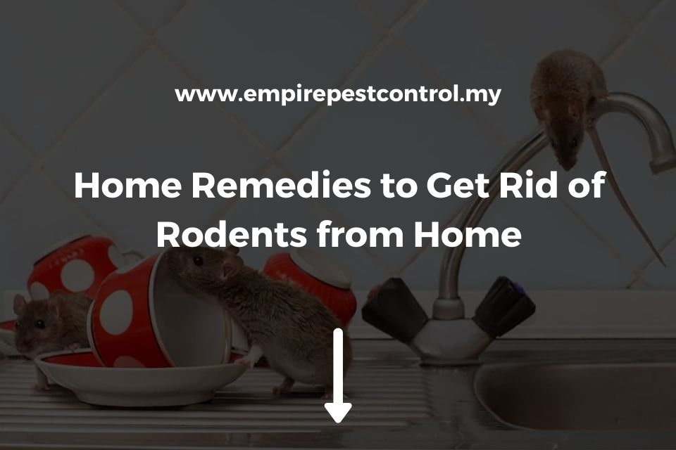 How To Get Rid of Rats Naturally