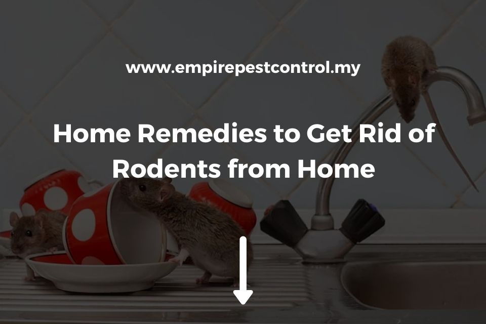 Home Remedies to Get Rid of Rodents from Home