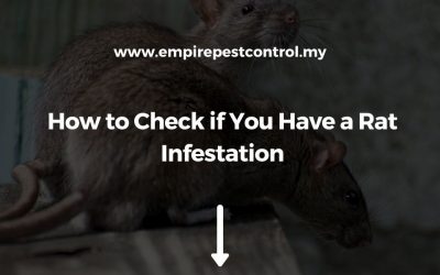 How to Check if You Have a Rat Infestation