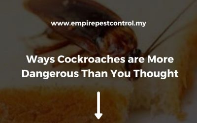 Ways Cockroaches are More Dangerous Than You Thought