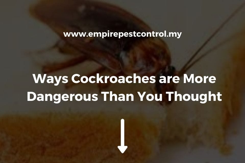 Ways Cockroaches are More Dangerous Than You Thought