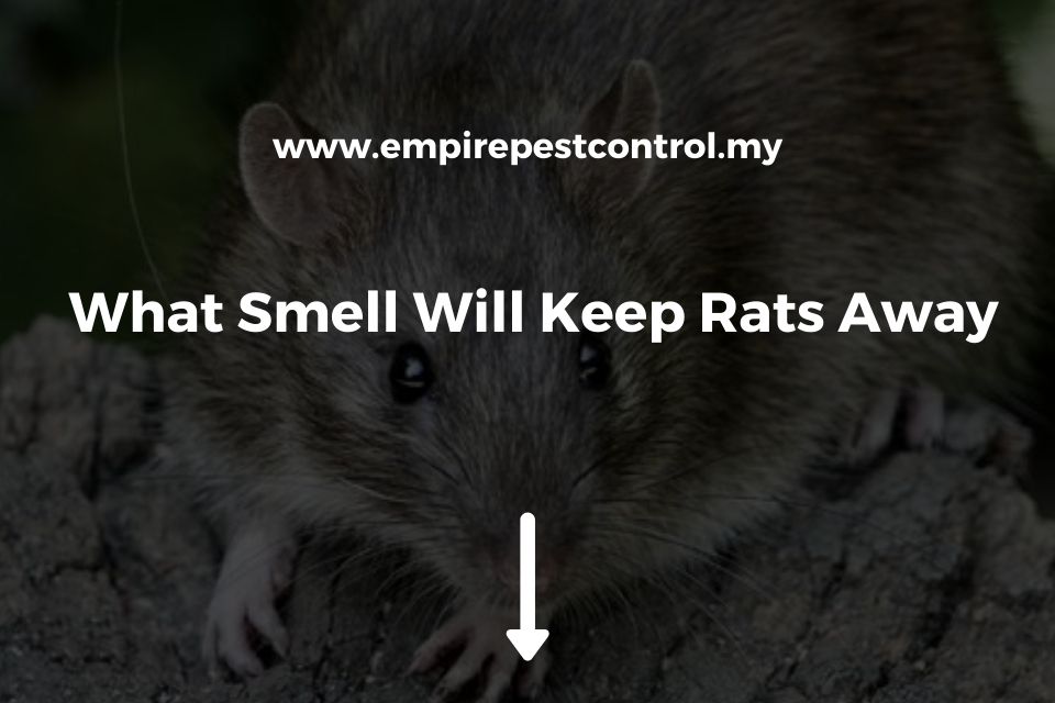 What Smell Will Keep Rats Away