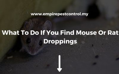 What To Do If You Find Mouse Or Rat Droppings