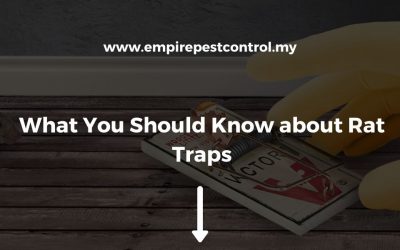 What You Should Know about Rat Traps