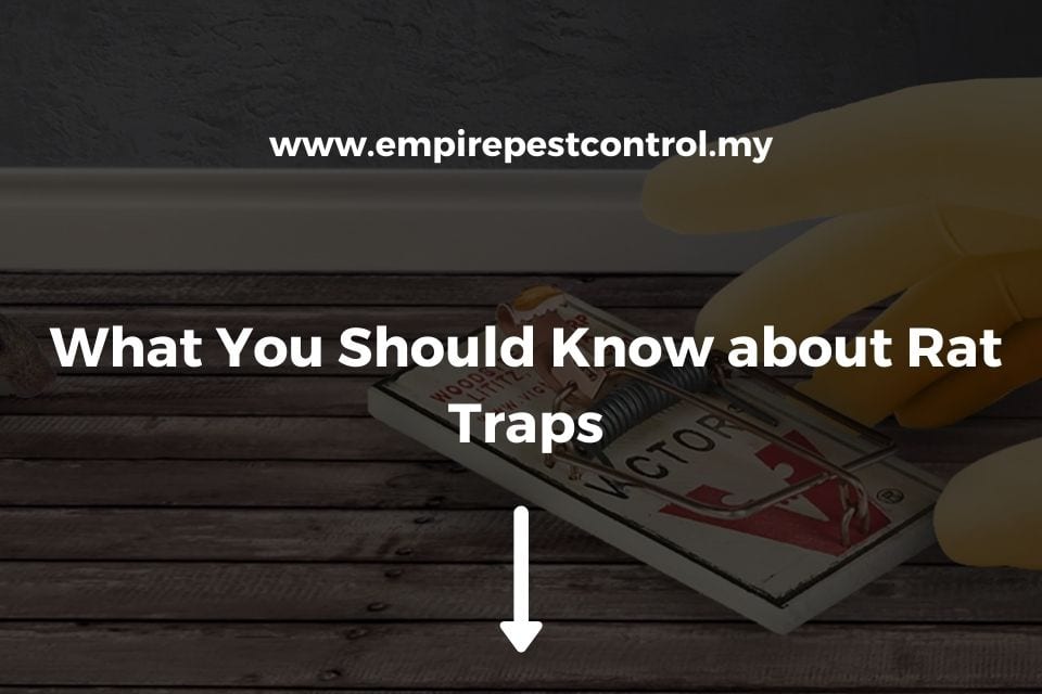 What You Should Know about Rat Traps