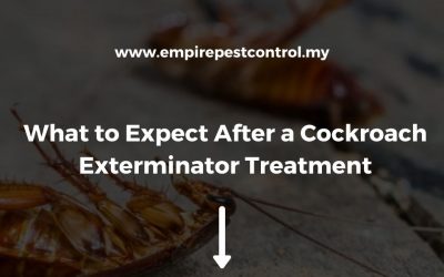 What to Expect After a Cockroach Exterminator Treatment