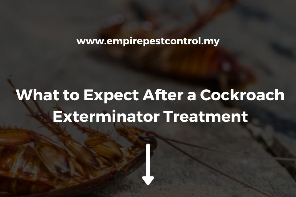 What to Expect After a Cockroach Exterminator Treatment