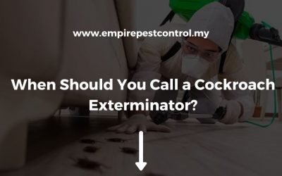 When Should You Call a Cockroach Exterminator?