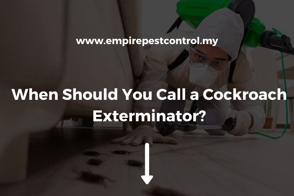 When Should You Call a Cockroach Exterminator?