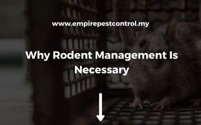 Why Rodent Management Is Necessary