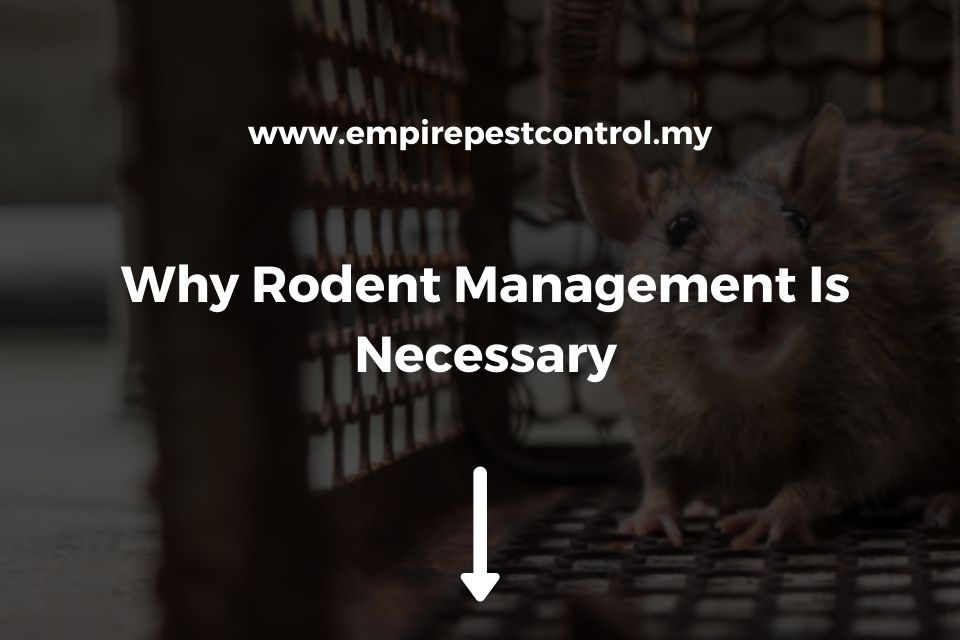 Why Rodent Management Is Necessary