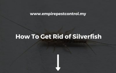How To Get Rid of Silverfish