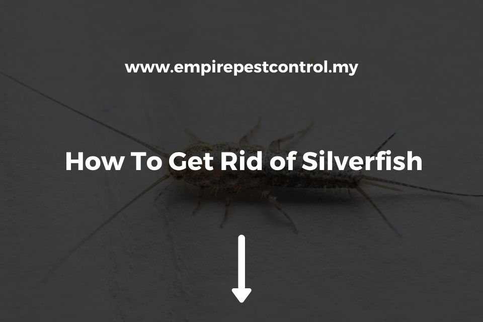 How To Get Rid of Silverfish Featured Image