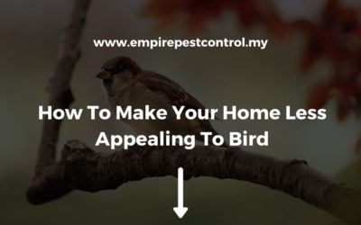 How To Make Your Home Less Appealing To Bird