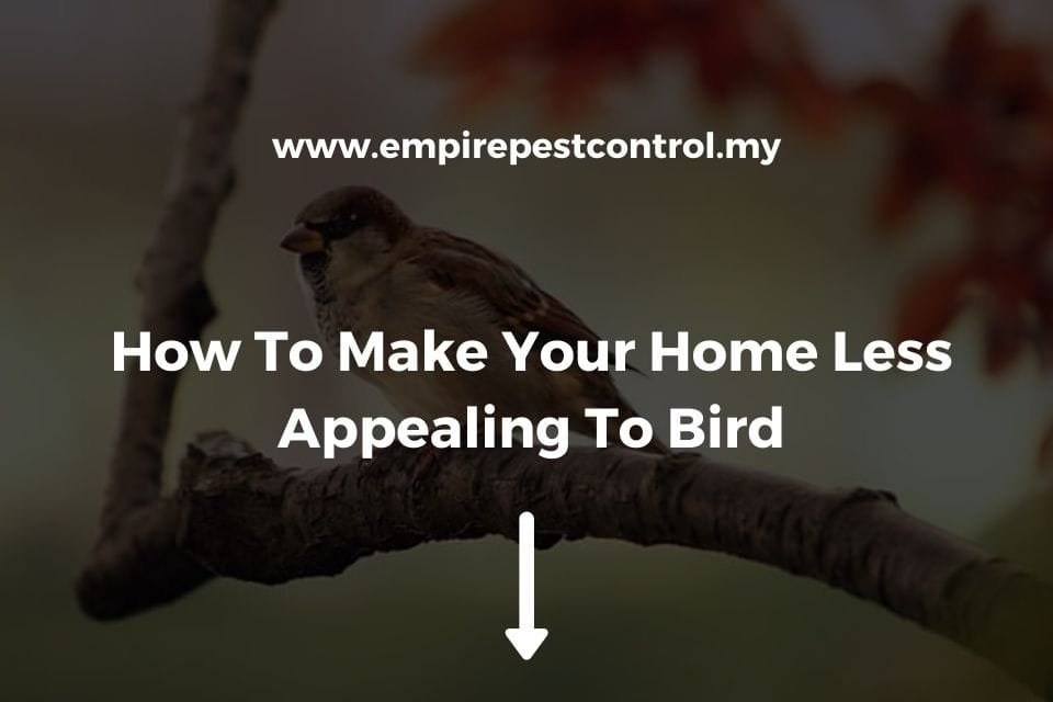 How To Make Your Home Less Appealing To Bird Featured Image