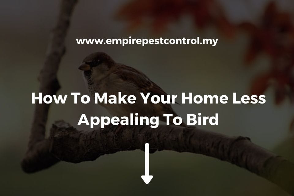 How To Make Your Home Less Appealing To Bird