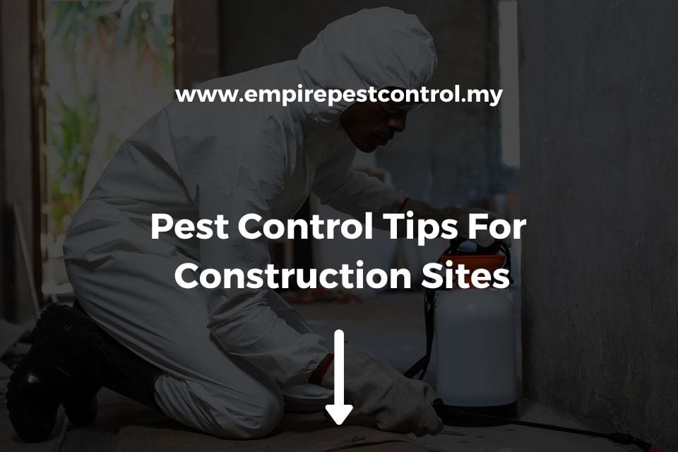 4 expert tips for placing a pest trap