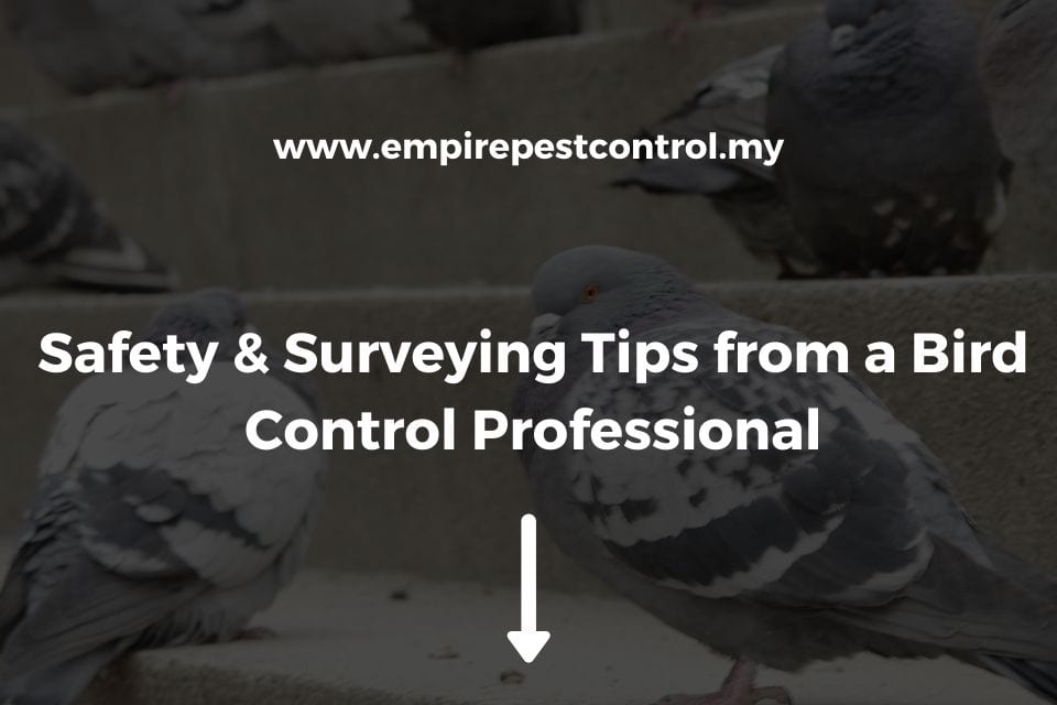 Safety & Surveying Tips from a Bird Control Professional
