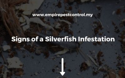 Signs of a Silverfish Infestation