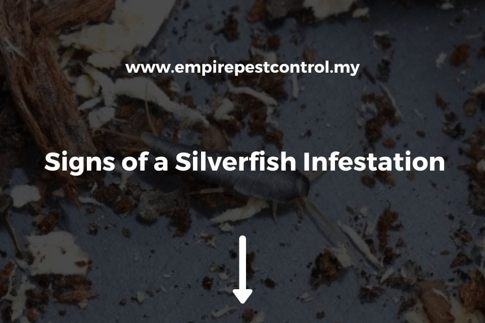 Signs of a Silverfish Infestation Featured Image