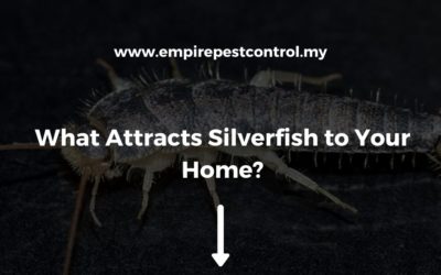 What Attracts Silverfish to Your Home?
