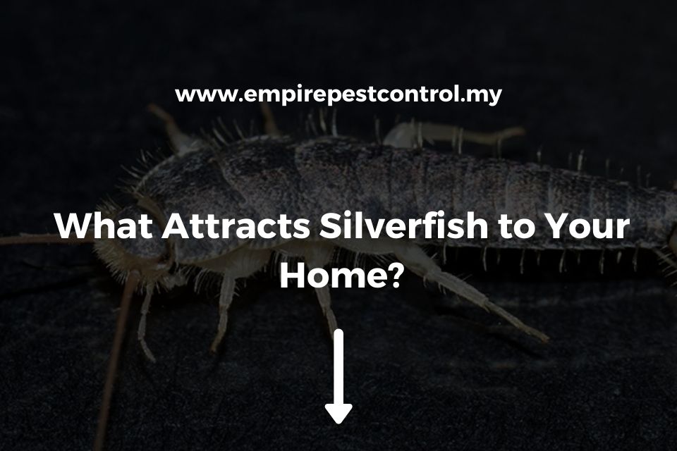 What Attracts Silverfish to Your Home Featured Image