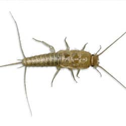 silverfish