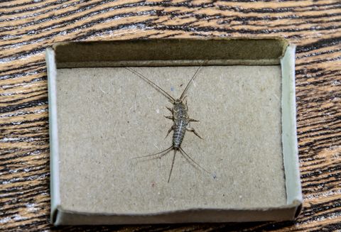 silverfish trap
