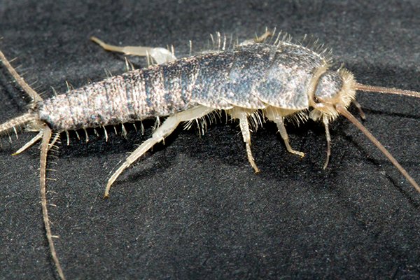 silverfish