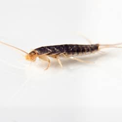 what attracts silverfish