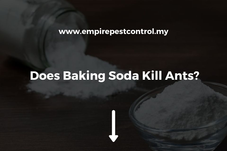 Does Baking Soda Kill Ants Featured Image