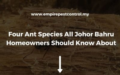 Four Ant Species All Johor Bahru Homeowners Should Know About