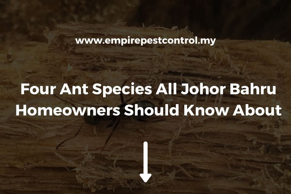 Four Ant Species All Johor Bahru Homeowners Should Know About