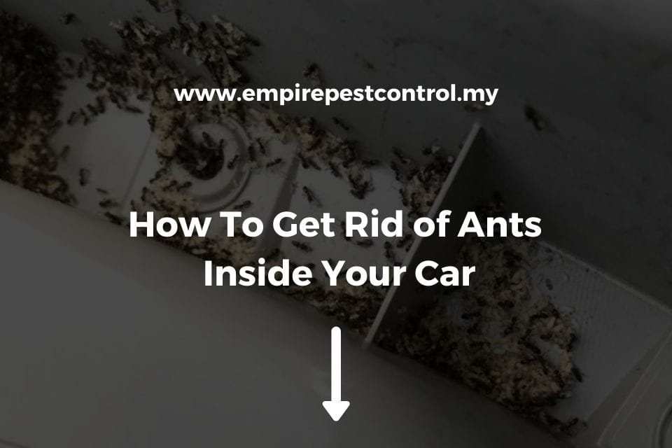 How To Get Rid of Ants Inside Your Car Featured Image