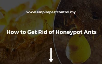 How to Get Rid of Honeypot Ants