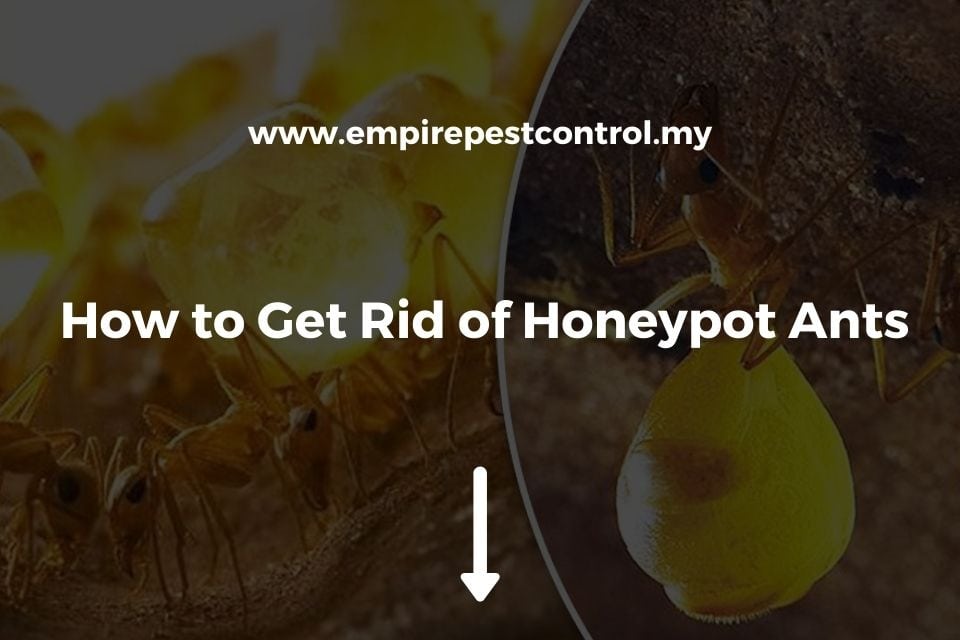How to Get Rid of Honeypot Ants Featured Image