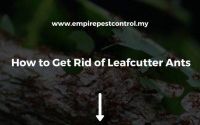 How to Get Rid of Leafcutter Ants