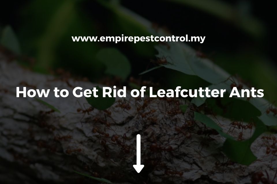 How to Get Rid of Leafcutter Ants