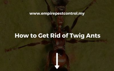 How to Get Rid of Twig Ants