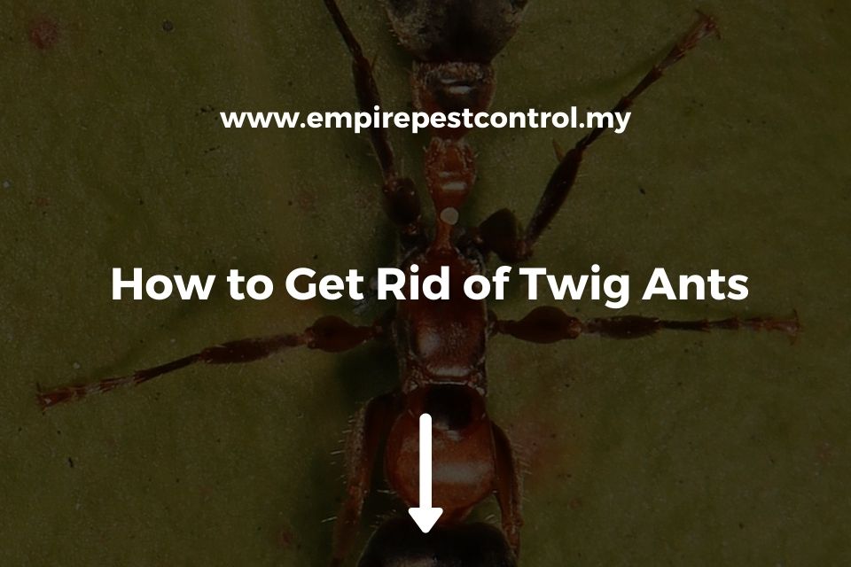 How to Get Rid of Twig Ants Featured Image