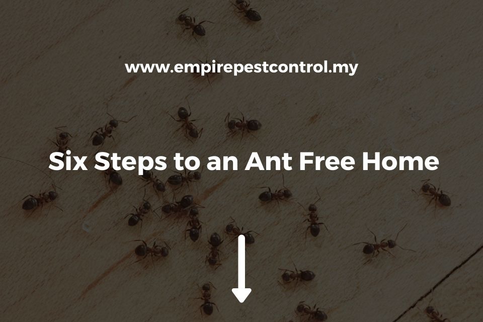 Six Steps to an Ant Free Home
