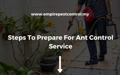 Steps To Prepare For Ant Control Service