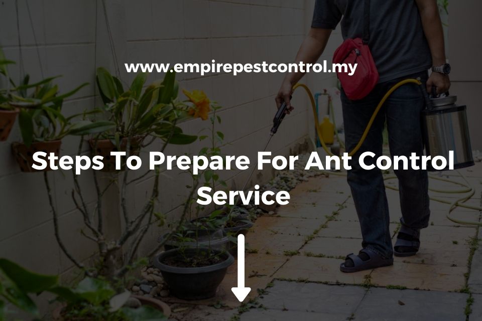 Steps To Prepare For Ant Control Service Featured Image