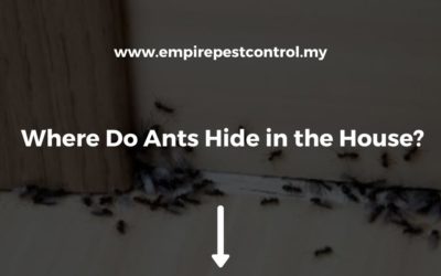 Where Do Ants Hide in the House?