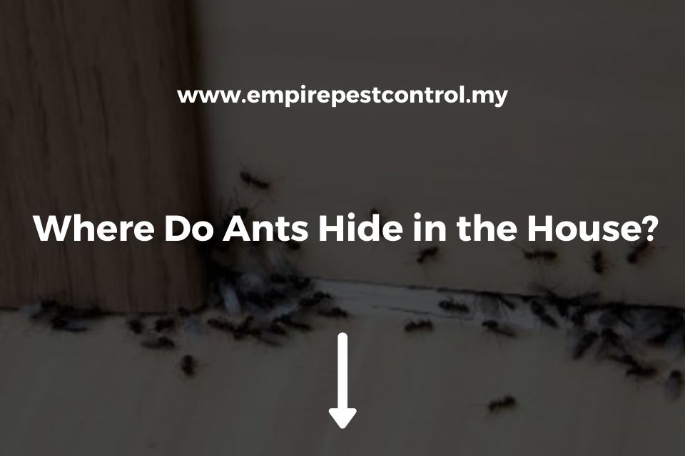 Where Do Ants Hide in the House Featured Image