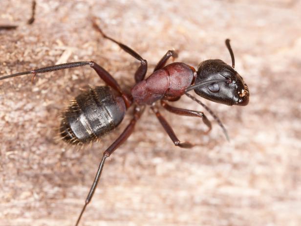 carpenter ants