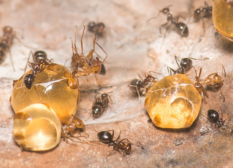 honey pot ants